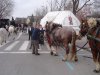 Sant Antoni 2007