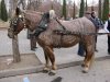 Sant Antoni 2007